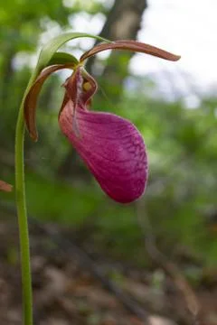 Lady Slipper Stock Photos