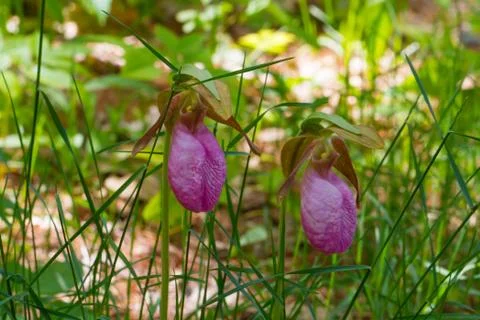 Lady Slippers Stock-Fotos
