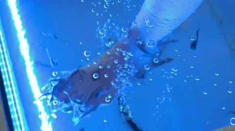 A lady is in a spa getting a fish pedicure Stock Footage 65557917