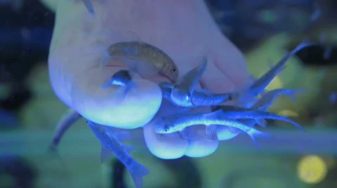 A lady is in a spa getting a fish pedicure Stock Footage 65558665