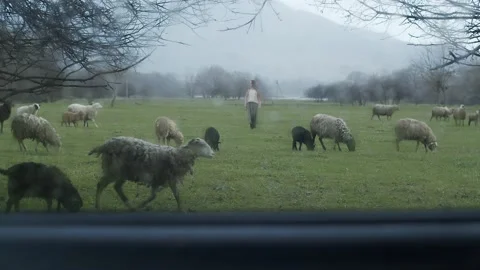Lady standing and going in field, grazing flock of sheep. Rain in mountains Stock Footage 155404190
