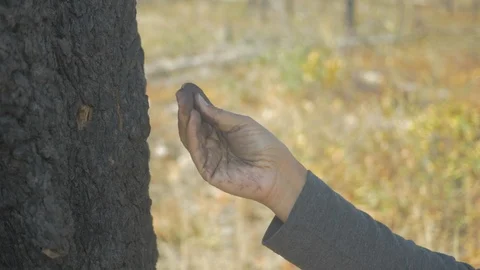 Lady touching a burned dead tree Stock Footage 100401238