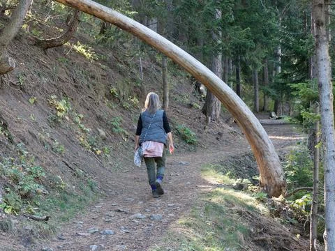 A lady walker walks under a tree which is leaning over a path in arch form Stock Photos