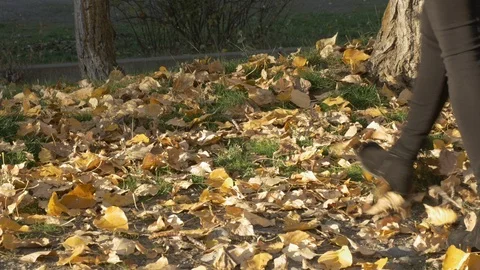 Lady walking away from camera on orange dry maple leaves- fall 4k Stock Footage 97421388