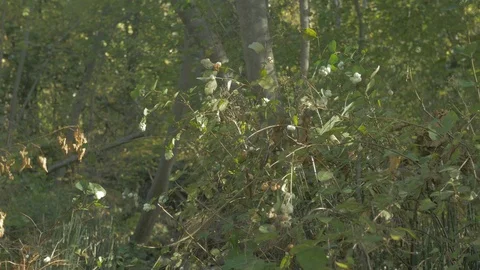 Lady walking in the forest in blue Stock Footage 100401883