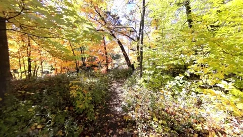 Lady walks bicycle on path ahead of camera in park with bright fall colors Vídeos de archivo 254222186