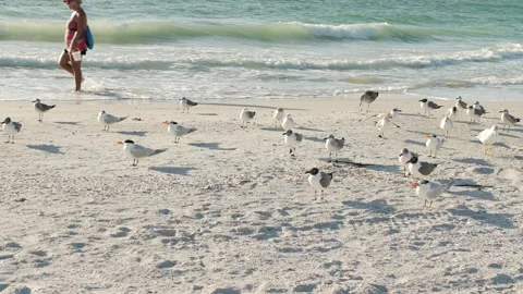 Lady walks right to left. Multiple Seagulls looking right standing on the beach Stock Footage 302606809