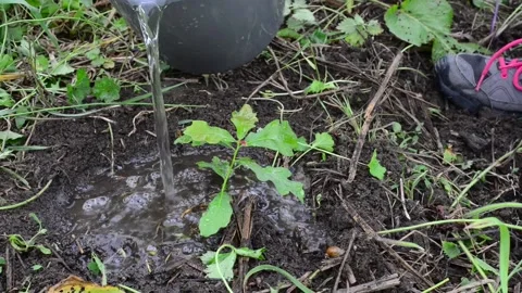 Lady watering oak sapling after planting united kingdom Stock Footage 144762619