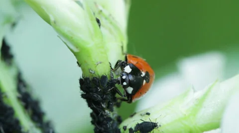 Ladybird and aphids Stock Footage 35729635