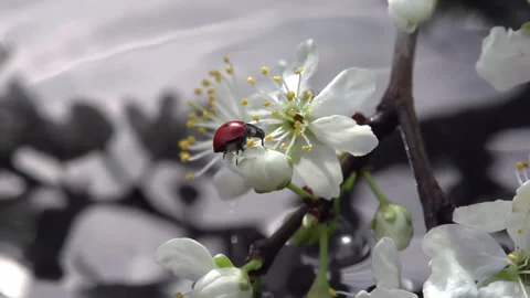 Ladybird and Spring Rain 4K TZ Stock Footage 281353016