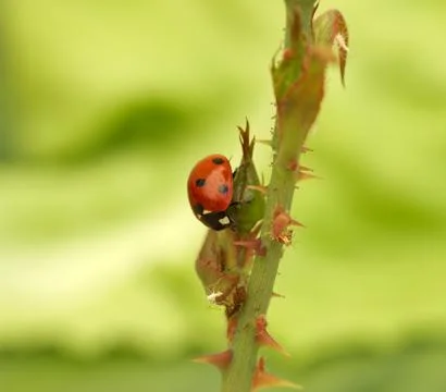 Ladybird attack aphids Stock Photos