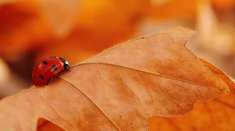 Ladybird on an autumn leaf Stock Footage 8853721