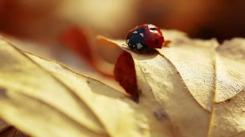Ladybird on an autumn leaf Stock Footage 8926730
