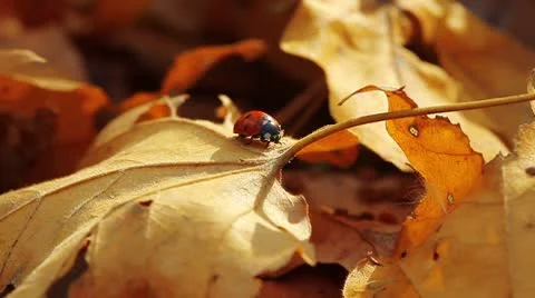 Ladybird on an autumn leaf Stock-Footage 8926782