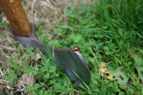 Ladybird on Axe in grass Stock Photos