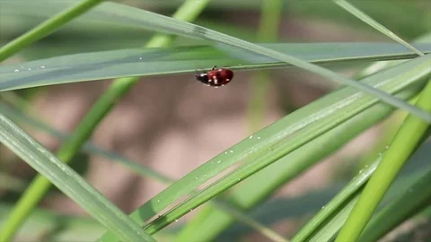 Ladybird at the beach Stockbeeldmateriaal 82159659