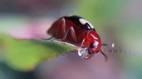 Ladybird beetle drinking water Stock Footage