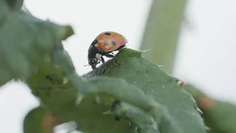 Ladybird beetle eating blackfly aphids, England, UK Stock Footage 314274574