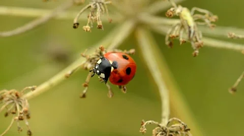 Ladybird beetle Stock Footage 7905146