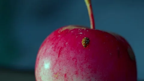 Ladybird beetle Video stock 321944755