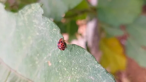 Ladybird beetle moves across a leaf Stock Footage 305981838