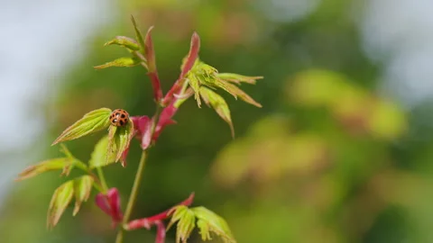 Ladybird Beetle Or Ladybugs. Spring Young Shoots Of Maple Leaves. Natural Video stock 258623528