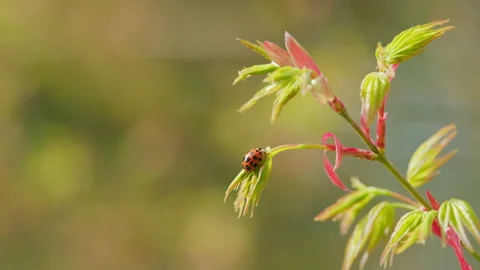 Ladybird Beetle Or Ladybugs. Spring Young Shoots Of Maple Leaves. Natural Video stock 258626748