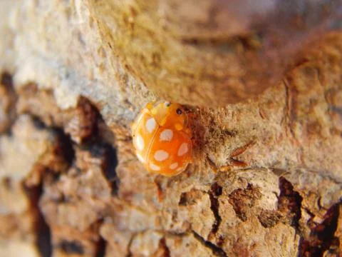 Ladybird beetle Fotos de archivo