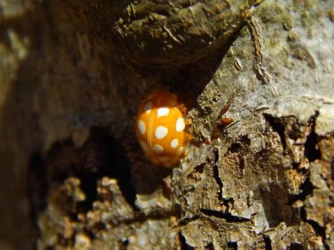 Ladybird beetle Stock Photos