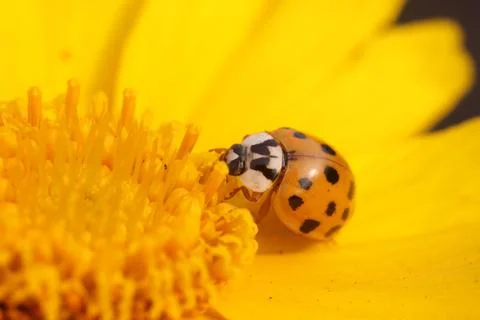 Ladybird beetle Stock Photos