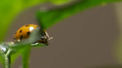 Ladybird Beetle Resting on Pepper Leaf Stock Footage 333647451