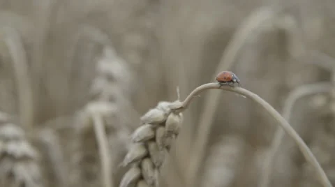 Ladybird Beetle in Weat Field 스톡 동영상 48683985