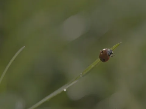 Ladybird on blade of grass Stock Footage 73706436
