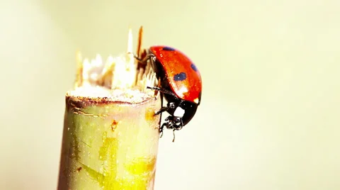 Ladybird on branch Stock Footage 33602232