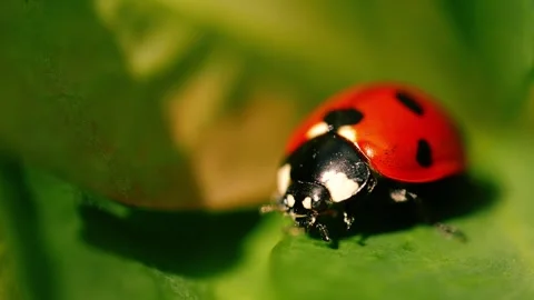 Ladybird bug resting on green leaf macro 스톡 동영상 274052817