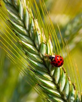 Ladybird Bug on Wheat Crops Stock Photos
