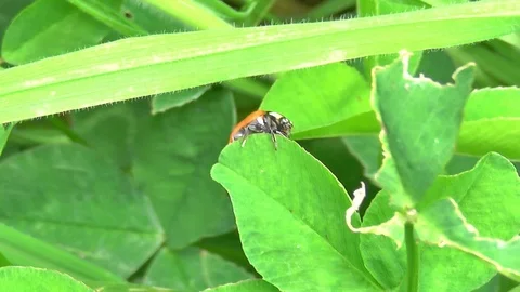 Ladybird Burnt Wing Video stock 99065647