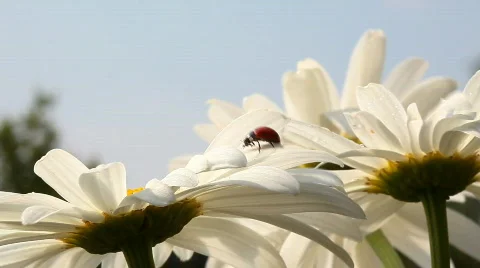 Ladybird on chamomile flower Stock Footage 789846