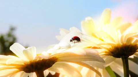 Ladybird on chamomile flower Stock Footage 133435286