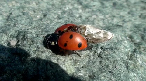 Ladybird cleaning Stock Footage 7763518