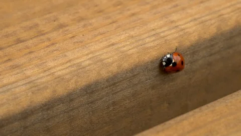Ladybird cleaning itself on picnic table Stock-Footage 114996056