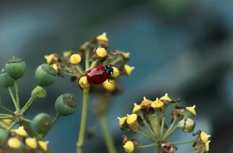 Ladybird close up Stock Photos