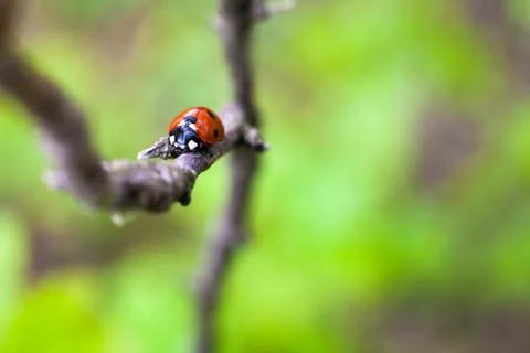 Ladybird closeup on a leaf. Selective focus Stock Photos