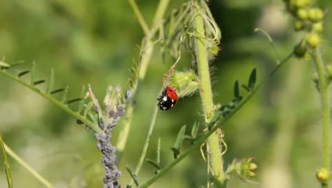 Ladybird, Coccinella septempunctata Stock Footage