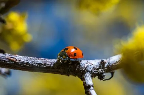 Ladybird on Cornus mas Spring Macro Stock Photos