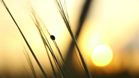 Ladybird Crawls Through the Grass at Sunset Vidéo 52599641