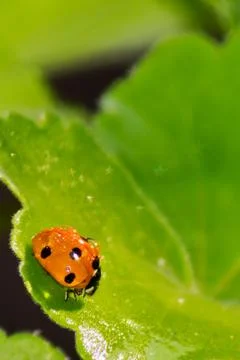 Ladybird with dew-drop in the spring Stock Photos