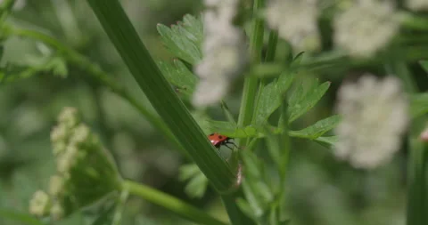 Ladybird eating aphids Vidéo 295194102