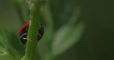 Ladybird eating aphids Stock Footage 295196112