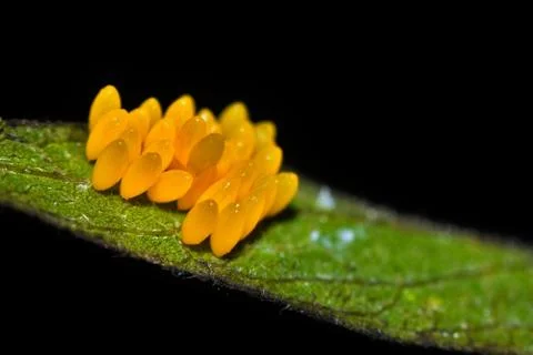 Ladybird eggs on a leaf Stock Photos